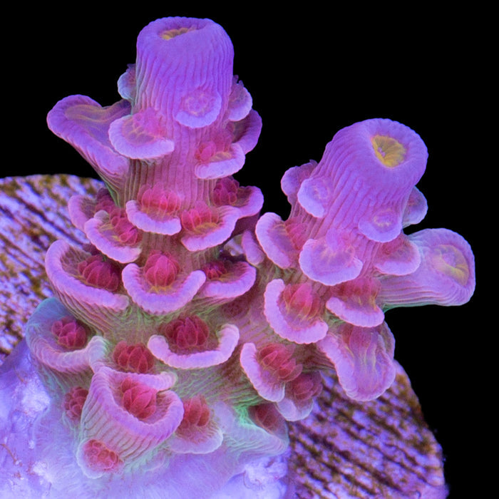 Superbird Acropora Coral