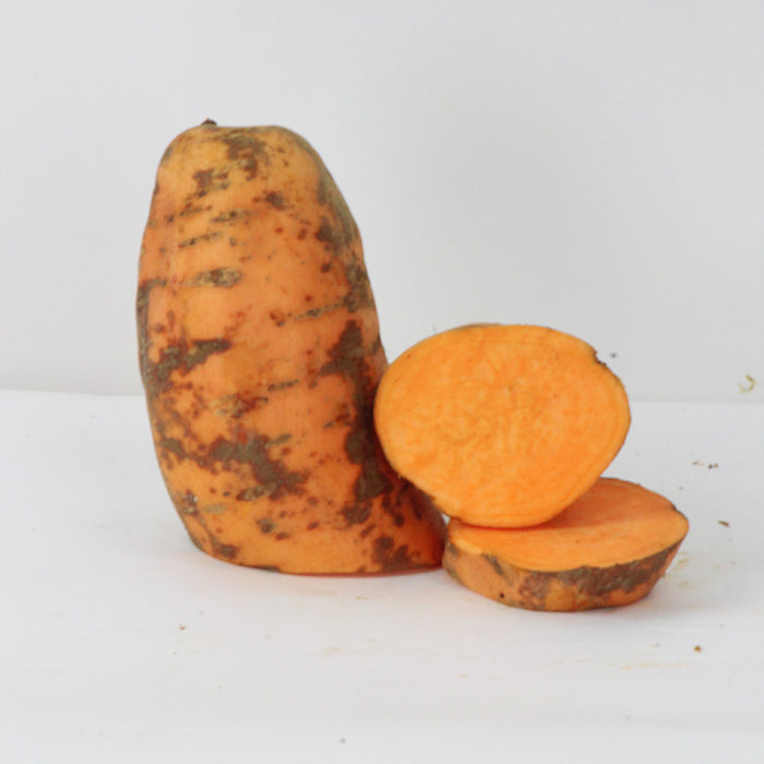 Sweet Potato Centennial