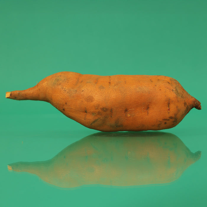 Sweet Potato Centennial