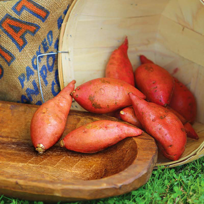 Sweet Potato Georgia Jet