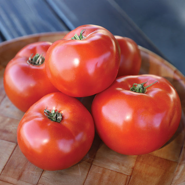 Tomato Roadster F1 Seed
