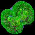 Toxic Trachyphyllia Coral