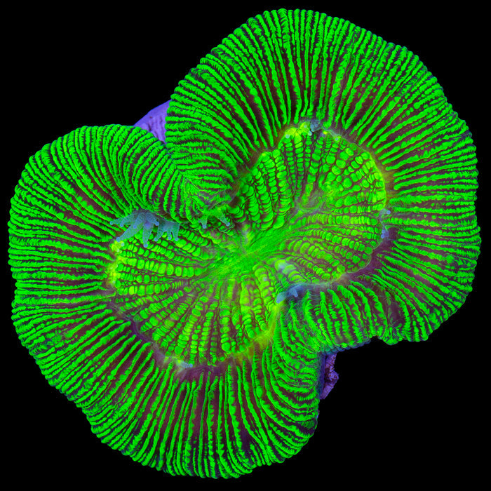 Toxic Trachyphyllia Coral