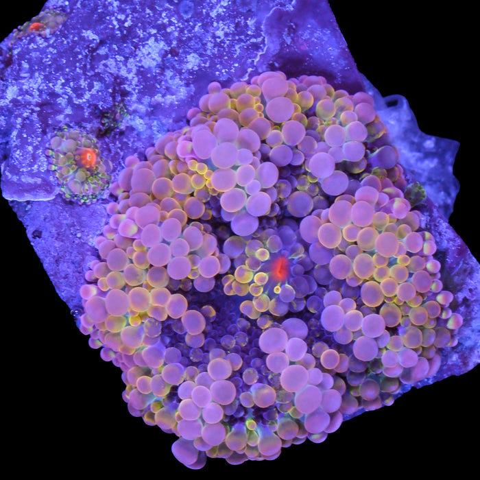Ultra Rainbow Solomon Island Ricordea Mushroom