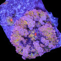 Ultra Rainbow Solomon Island Ricordea Mushroom