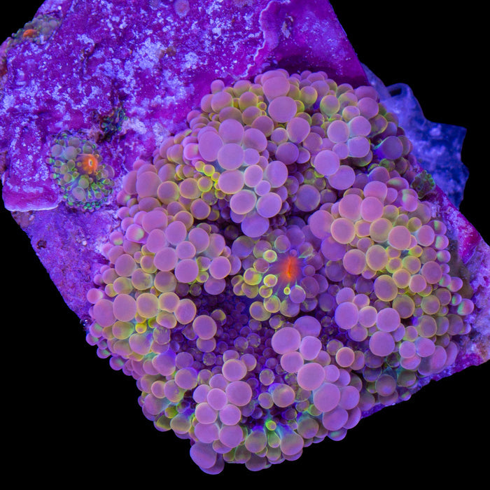 Ultra Rainbow Solomon Island Ricordea Mushroom