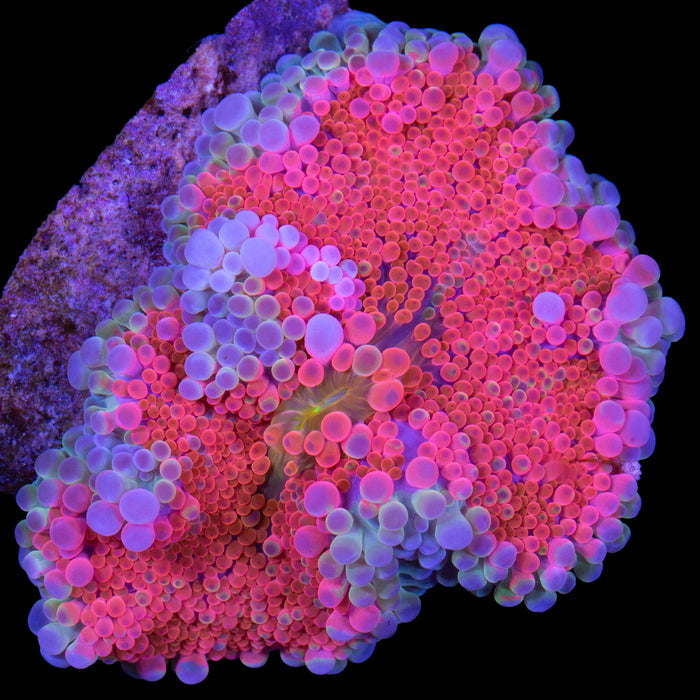 Ultra Solomon Island Ricordea Mushroom