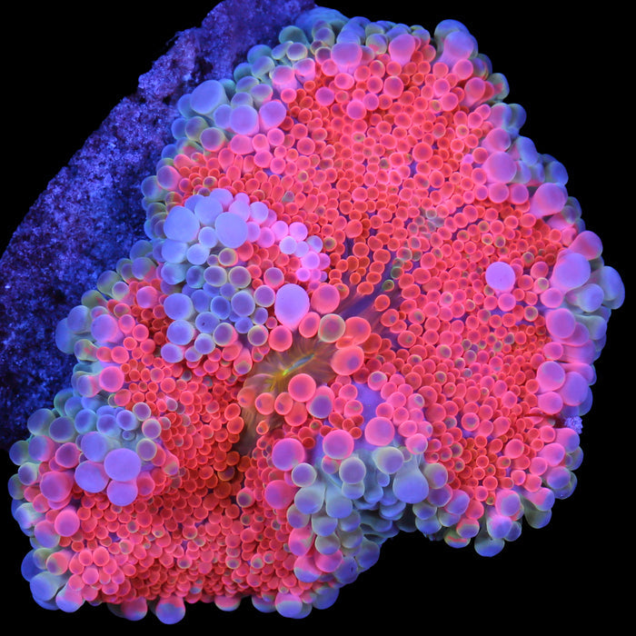 Ultra Solomon Island Ricordea Mushroom