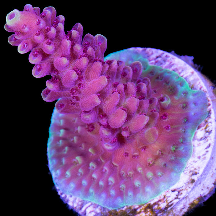 Vivid's Crazy 8 Acropora Coral
