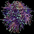 Vivid's Ghostbusters Torch Coral