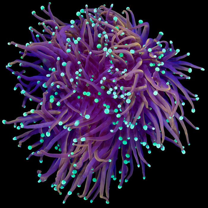 Vivid's Ghostbusters Torch Coral