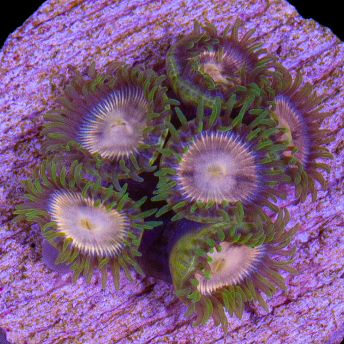 Vivid's Purple Panther Zoanthids