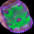 Walking Dead Mycedium Coral