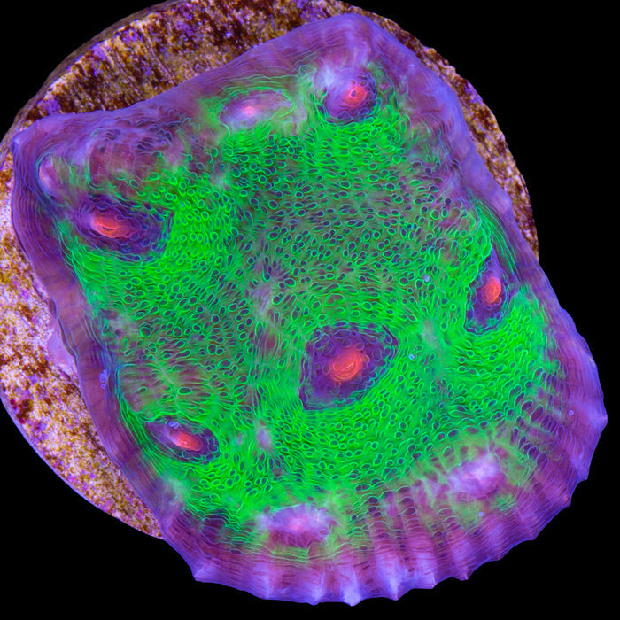 Walking Dead Mycedium Coral