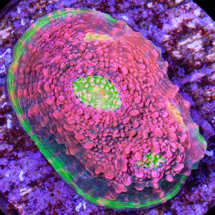 Watermelon Echinophyllia Coral
