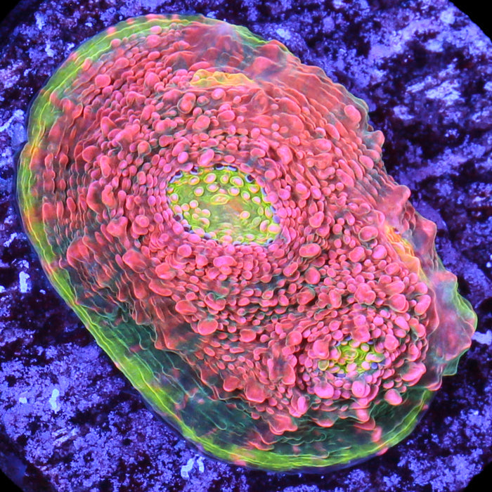 Watermelon Echinophyllia Coral