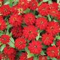 Zinnia Profusion Double Red Seed