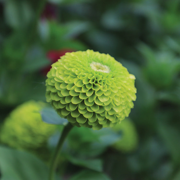 Zinnia Queeny Lime Seed